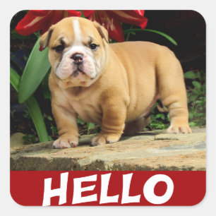 Hallo Engelse Bulldog Puppy Hond Liefde Sticker