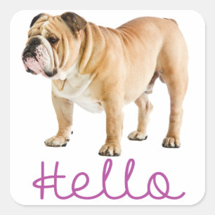 Hallo Engelse Bulldog Puppy Hond Paarse Sticker