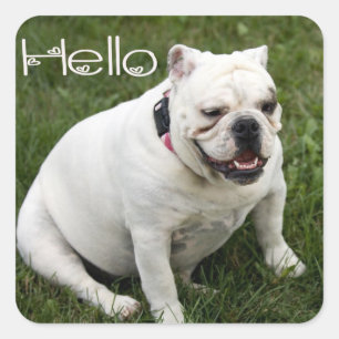 Hallo Engelse Bulldog Puppy Hond Sticker / Label