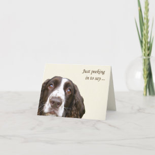 Hallo Engelse Springer Spaniel Kaart