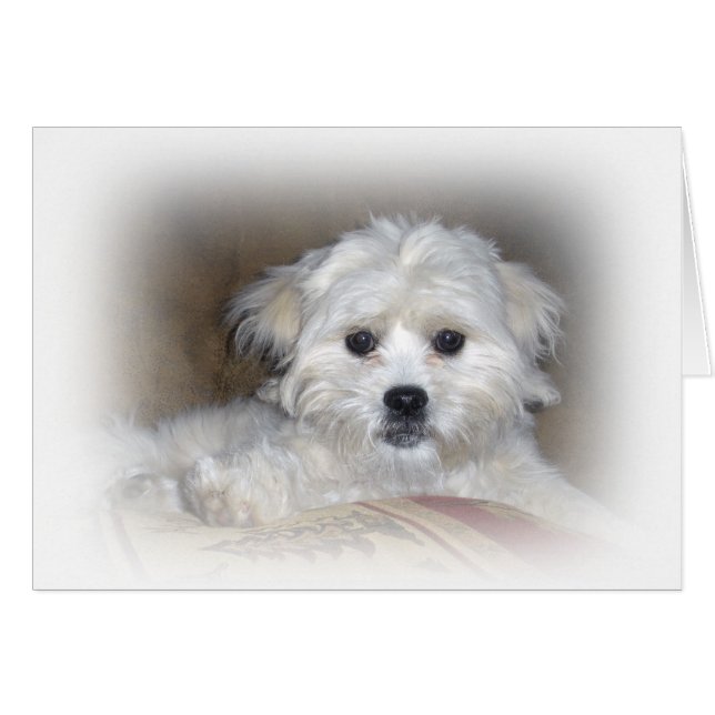 Hallo.  Faded Shih Poo Puppy (Voorkant Horizontaal)