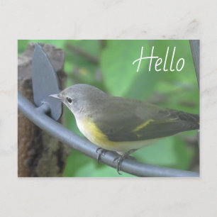 Hallo Foto van schattige Warbler Bird Briefkaart