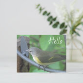 Hallo Foto van schattige Warbler Bird Briefkaart (Staand voorkant)