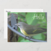 Hallo Foto van schattige Warbler Bird Briefkaart (Voorkant / Achterkant)