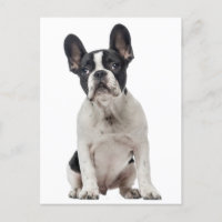 Hallo Franse Bulldog Puppy Dog - Liefde,
