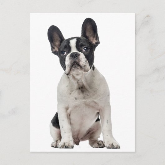 Hallo Franse Bulldog Puppy Dog - Liefde, Briefkaart (Voorkant)