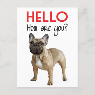 hallo Franse Bulldog Puppy Dog Post Card Briefkaart