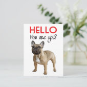 Hallo Franse Bulldog Puppy Dog Post Kaart (Staand voorkant)