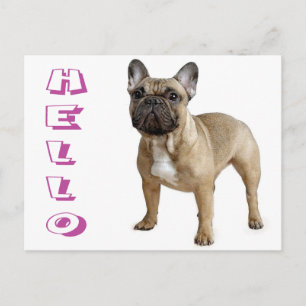 Hallo Franse Bulldog Puppy Hond Ansichtkaart Briefkaart