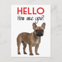 Hallo Franse Bulldog Puppy Hond Ansichtkaart