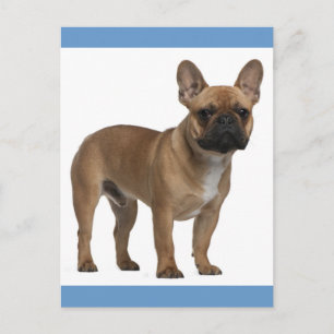 Hallo Franse Bulldog Puppy Hond Postkaart