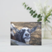 hallo Friendly Goat Briefkaart (Staand voorkant)
