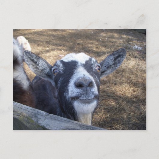 hallo Friendly Goat Briefkaart (Voorkant)