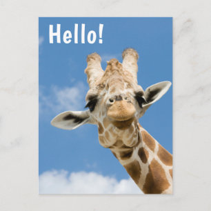 Hallo €?   Funny Giraffe Animal Briefkaart