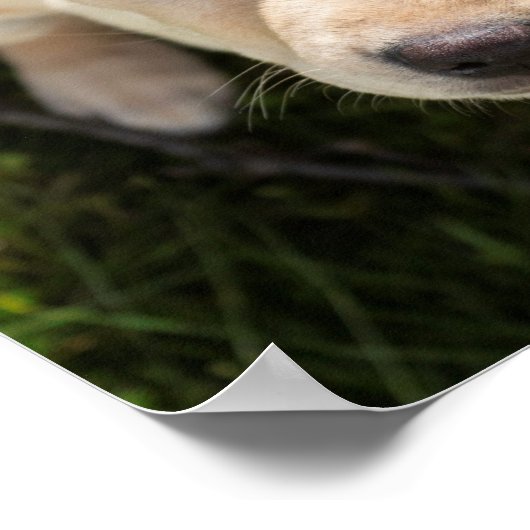 Hallo. (gele labrador rekwalvispuppy) poster (Hoek)