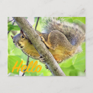 hallo gewoon in Briefkaart controleren