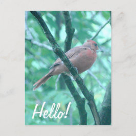 Hallo Gezegde Hi Kardinaal op Tak Briefkaart