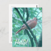 Hallo Gezegde Hi Kardinaal op Tak Briefkaart (Voorkant / Achterkant)