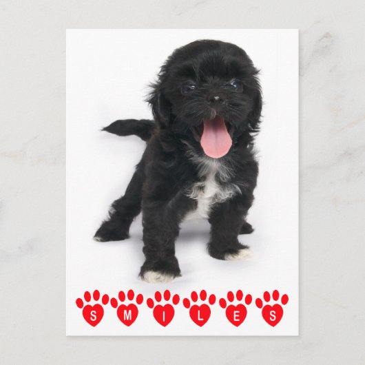 hallo glimlachen schitteren Tzu Black en White Pup Briefkaart (Voorkant)