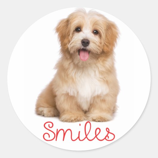 Hallo Glimlacht Havanese Tan Puppy Dog Ronde Sticker (Voorkant)