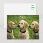 hallo Golden Retriever Puppies Briefkaart (Voorkant / Achterkant)