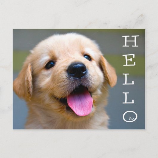 Hallo Golden Retriever Puppy Dog Blank Briefkaart (Voorkant)