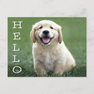 hallo Golden Retriever Puppy Dog Blank Briefkaart