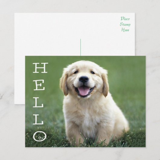 Hallo Golden Retriever Puppy Dog Blank Briefkaart (Voorkant / Achterkant)