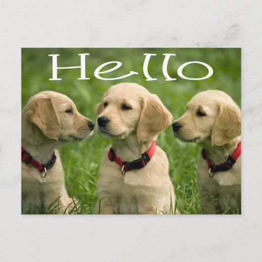 hallo Golden Retriever Puppy Dog Briefkaart (Voorkant)