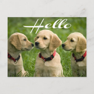 Hallo Gouden Retriever Puppy Hond Ansichtkaart Briefkaart