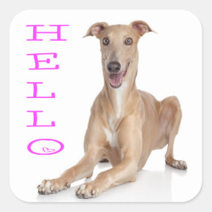 hallo Greyhound Puppy Dog Vierkante Sticker