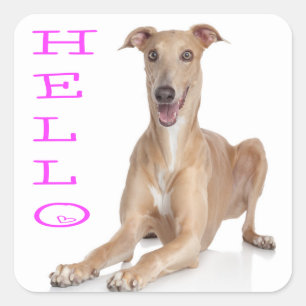 Hallo ₩ Greyhound Puppy Dog Vierkante Sticker