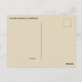 Hallo Hallo, Bird-American Goldfinch Briefkaart (Achterkant)