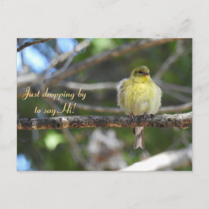 Hallo Hallo, Bird-American Goldfinch Briefkaart