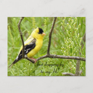 Hallo Hallo, Bird-American Goldfinch Briefkaart