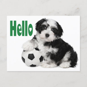 Hallo Havanese Puppy Dog Briefkaart
