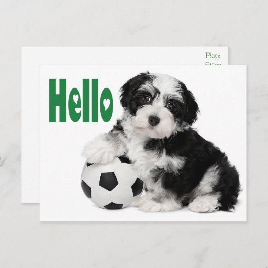 Hallo Havanese Puppy Dog Briefkaart (Voorkant / Achterkant)