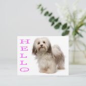 hallo Havanese Puppy Dog Briefkaart (Staand voorkant)
