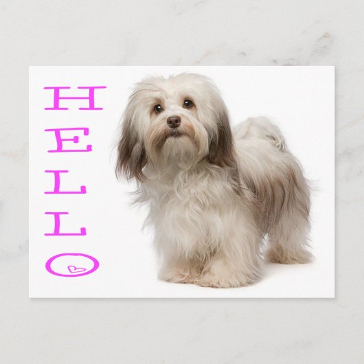 hallo Havanese Puppy Dog Briefkaart (Voorkant)