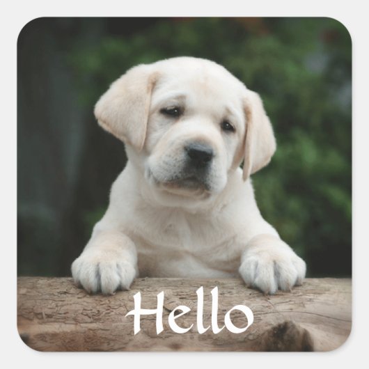 Hallo Hi Labrador Retriever Puppy Dog Stickers (Voorkant)