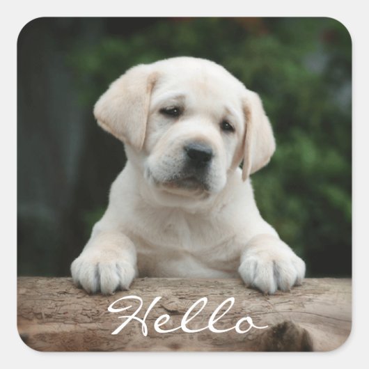 Hallo Hi Labrador Retriever Puppy Dog Stickers (Voorkant)