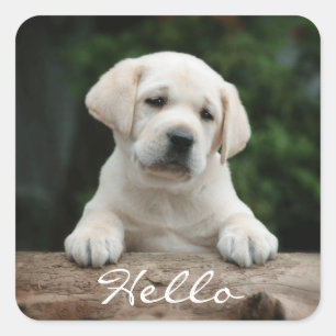 Hallo Hi Labrador Retriever Puppy Dog Stickers