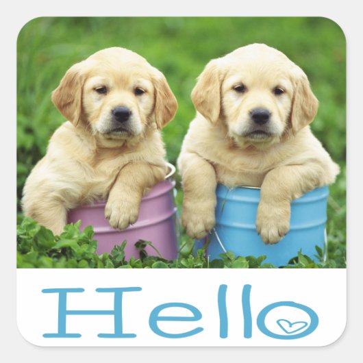 Hallo Hi Labrador Retriever Puppy Dog Stickers (Voorkant)