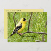 Hallo, Hoi, Amerikaanse Goudvink Briefkaart (Voorkant / Achterkant)