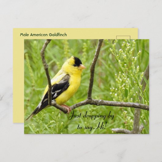 Hallo, Hoi, Amerikaanse Goudvink Briefkaart (Voorkant / Achterkant)