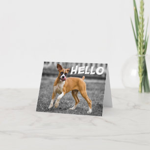 Hallo / Hoi Boxer Puppy Hond - Vers Kaart