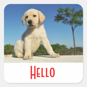 Hallo / Hoi Labrador Retriever Puppies Hond Sticke Vierkante Sticker