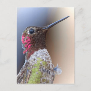 hallo Hummingbird Briefkaart