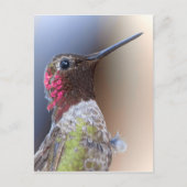 hallo Hummingbird Briefkaart (Voorkant)