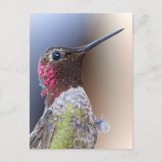 hallo Hummingbird Briefkaart (Voorkant)